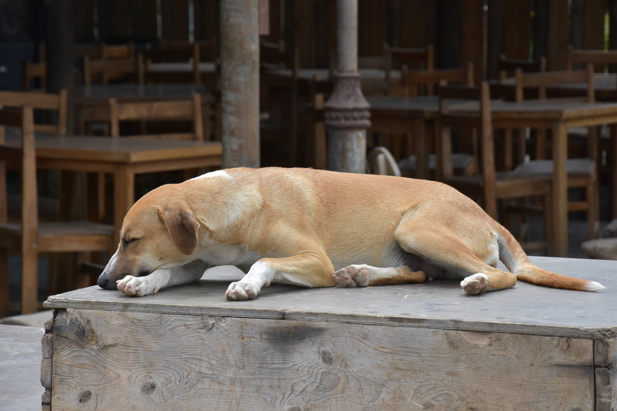 Hundemischling in einer Strandbar (CIDADE VELHA, Distrikt Ribeira Grande/Cabo Verde, 24.03.2016)