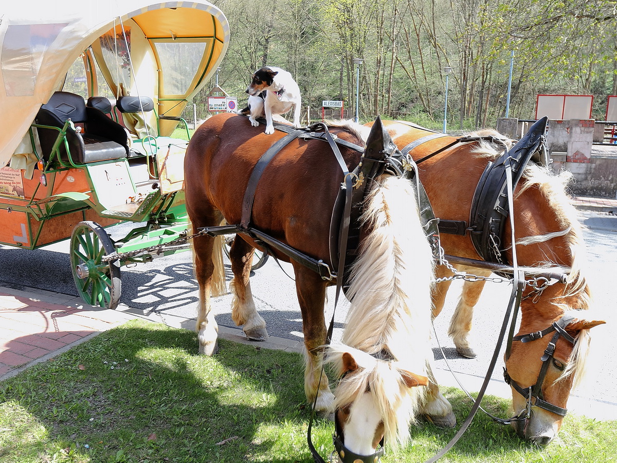 Hundeshow auf den Rcken der Pferde  vor einer Kutsche am 24. April 2015 in Alexisbad / Harzgerode. 