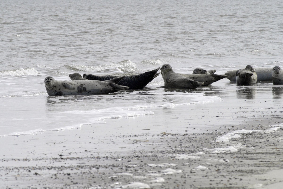 Hundsrobben auf der Ostspitze von Norderney. Aufnahmedatum: 2. April 2008.