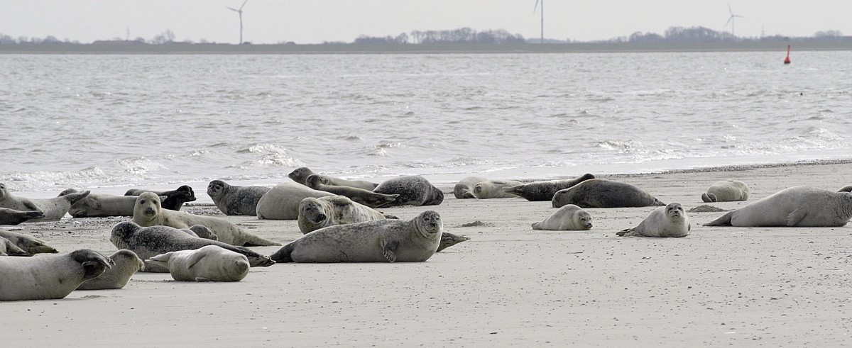 Hundsrobben auf der Ostspitze von Norderney. Aufnahmedatum: 2. April 2008.