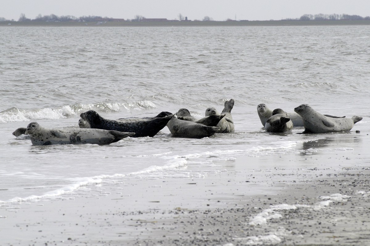 Hundsrobben auf der Ostspitze von Norderney.

Aufnahmedatum: 2. April 2008.