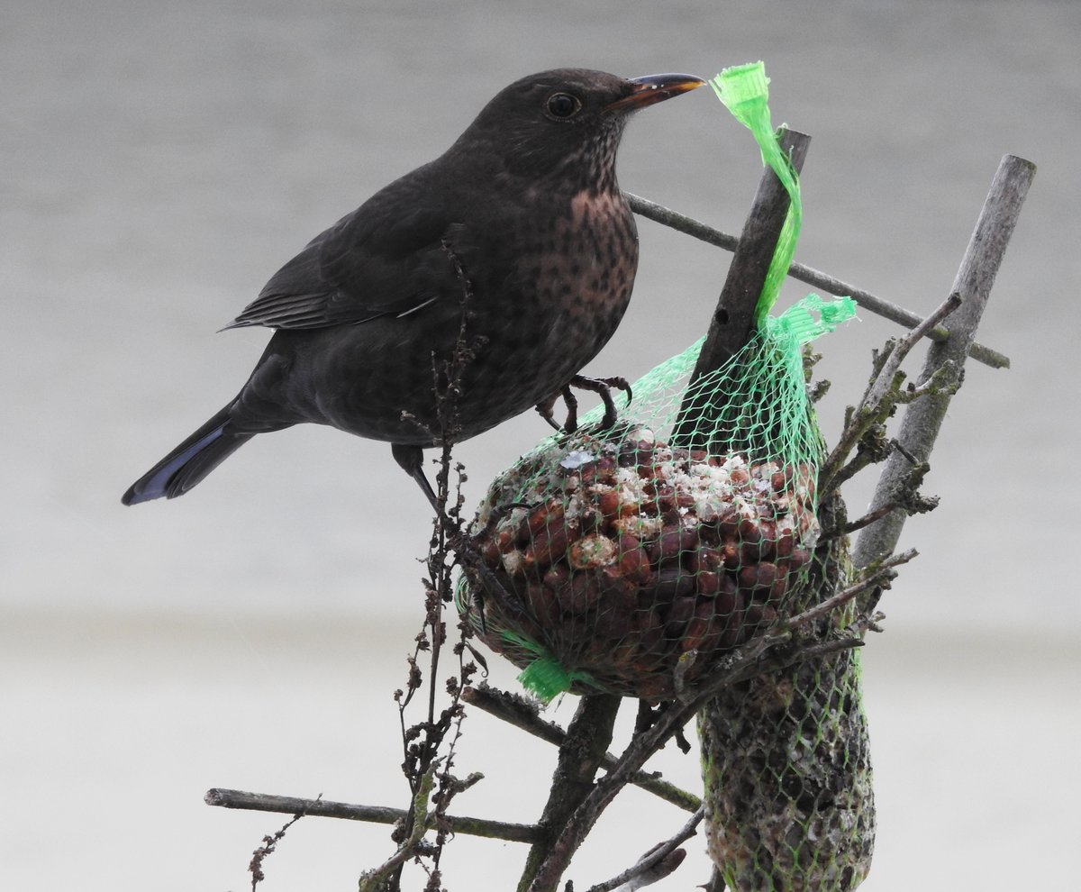 HUNGRIGE AMSEL AM MEISENKNDEL
In Zeiten verschneiter und zugefrorener Bden und Wiesen machte sich diese AMSEL nach dem
Motto  PASST SCHON  am 24.1.2019 ber einen Meisenkndel her.....