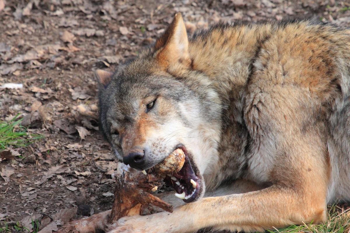 Hungriger Wolf in Tambach am 28.03.2015.