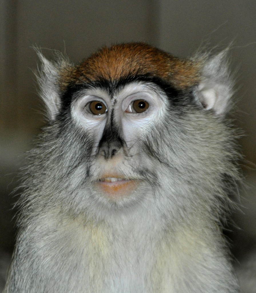 Husarenaffe (Erythrocebus patas) im Tierpark Berlin.