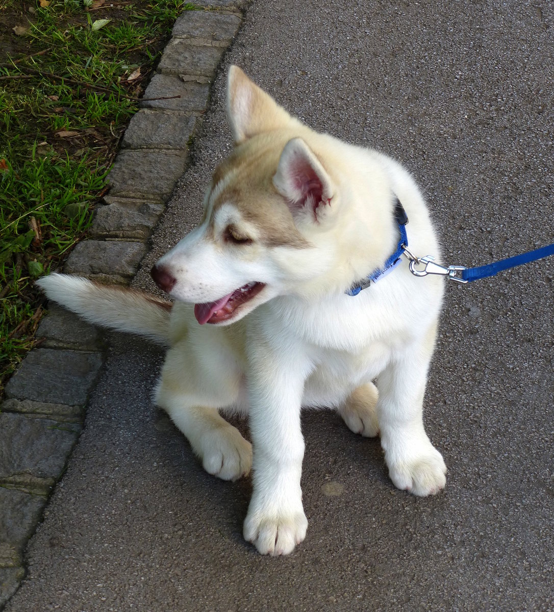 Husky, zwei Monate alt, Juni 2016