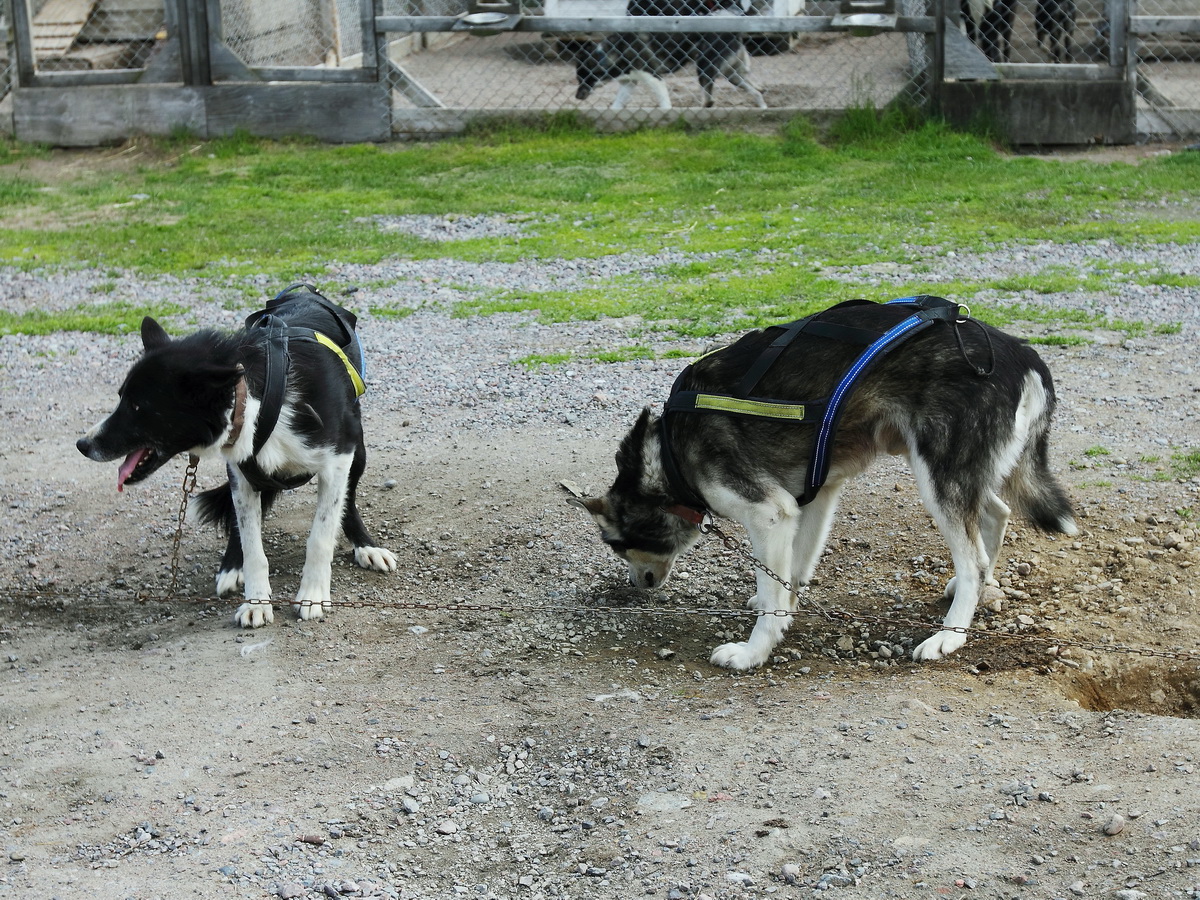 Huskys auf einer Farm in Nähe von Kiruna, besucht am 22. Juni 2016 

