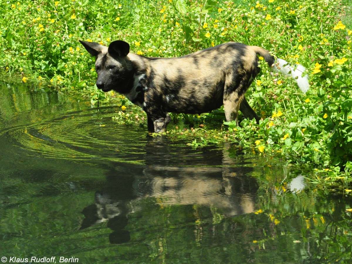 Hynenhund, Picassohund oder Afrikanischer Wildhund (Lycaon pictus) im Zoo Berlin (Juli 2015).