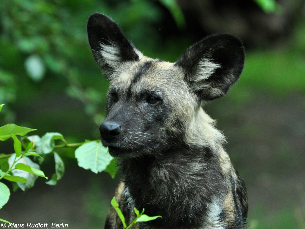 Hynenhund, Picassohund oder Afrikanischer Wildhund (Lycaon pictus) im Zoo Berlin (Juli 2015).