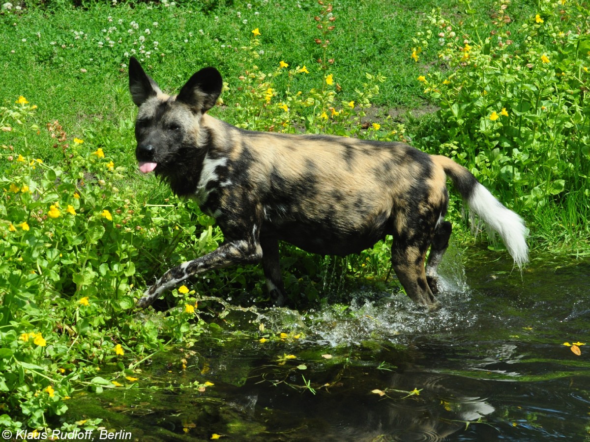 Hynenhund, Picassohund oder Afrikanischer Wildhund (Lycaon pictus) im Zoo Berlin (Juli 2015).