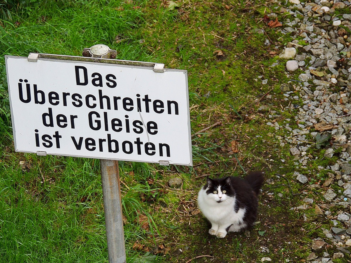  Ich versprech´s, schreite nicht ber die Gleise  scheint der Blick dieser Katze am Bhf. Ried auszusagen; 140831