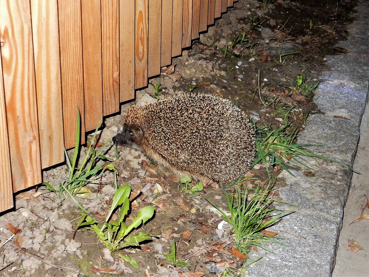 Igel am Strassenrand, gesehen am 24. Mrz 2017 um 20.51 Uhr, in Wetzikon, Kanton Zrich, Schweiz