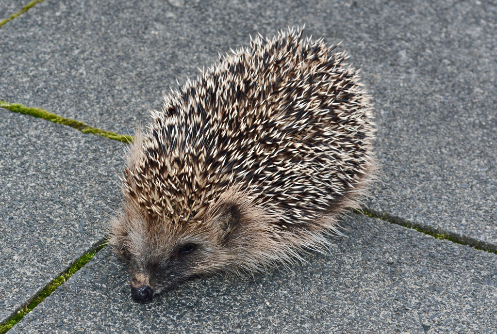 Igel auf dem Brgersteig unterwegs -  25.09.2015