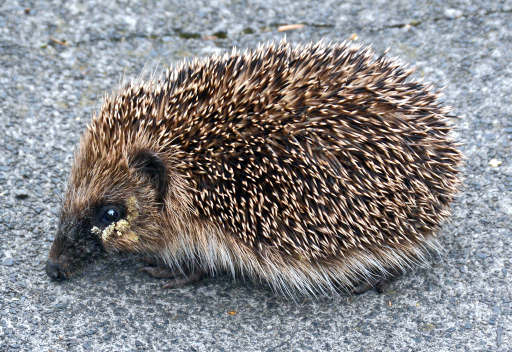 Igel auf einem Brgersteig in Euskirchen - 20.03.2016