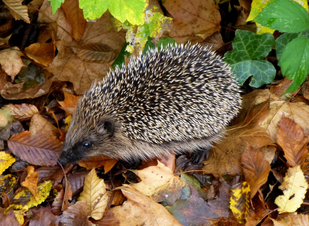 Igel, auf der Suche nach einem Winterquartier, Nov.2014