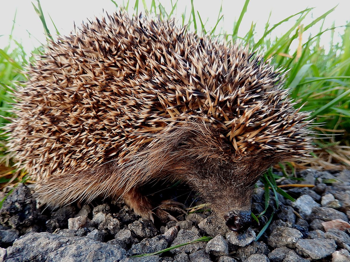 Igel (Erinaceidae), ist im Herbst noch auf Futtersuche entlang eines Bahndammes; 141110