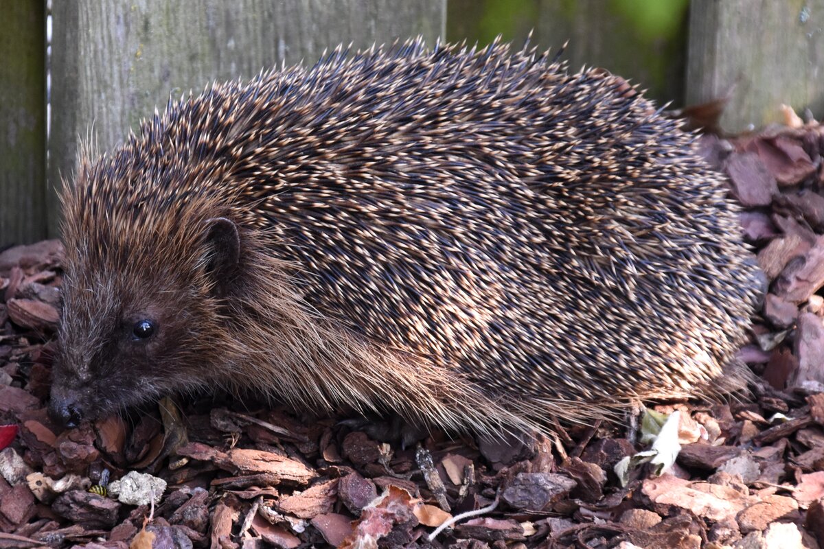 Igel im Garten (RHEINE, Kreis Steinfurt/Deutschland, 04.07.2018)