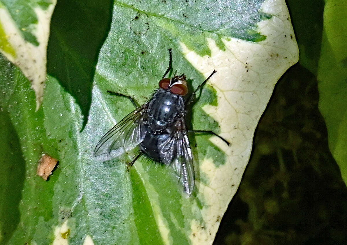 Igelfliege im Garten - 18.10.2021