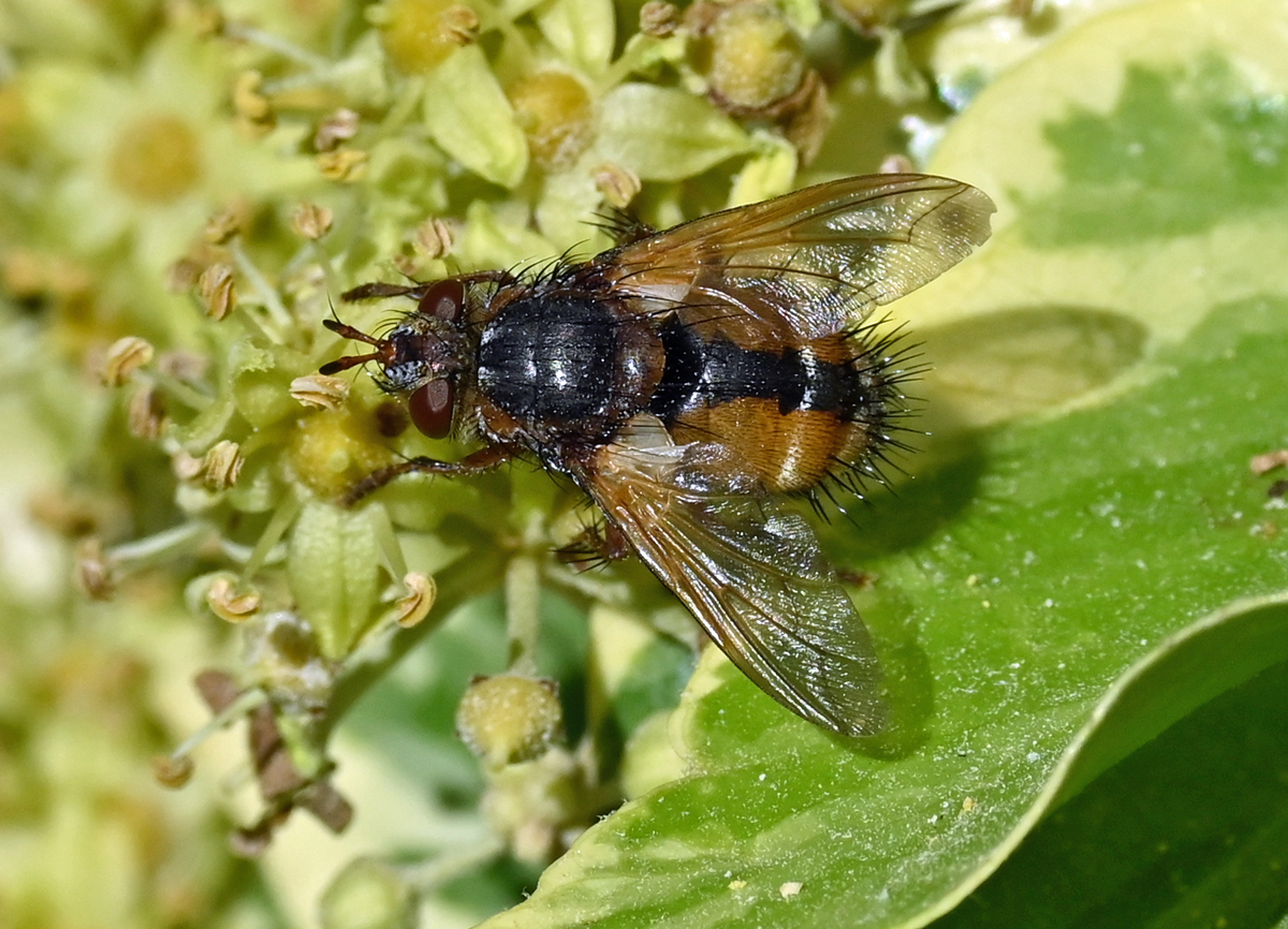 Igelfliege im Garten (die Stacheln (Namensgeber) gut zu erkennen - 09.10.2022