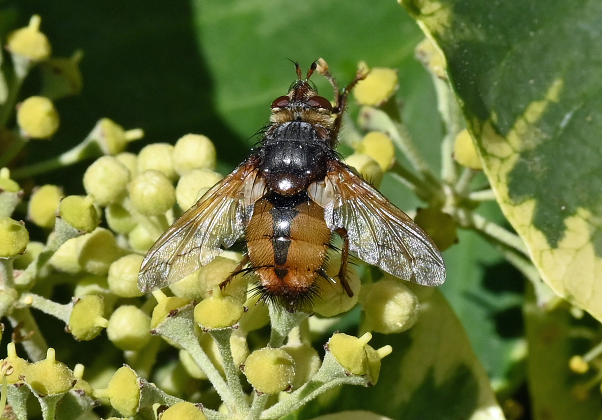 Igelfliege im Garten. Gut die Stacheln am Krper (Namensgeber) zu erkennen. 09.10.2022