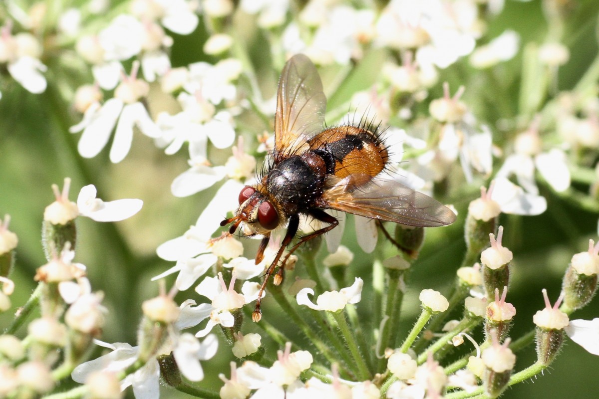 Igelfliege (Tachina fera) am 18.7.2010 am Rhein bei Rust.