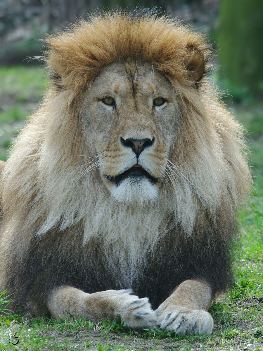 Im Angesicht des Lwen. (Zoo Rostock, April 2009)