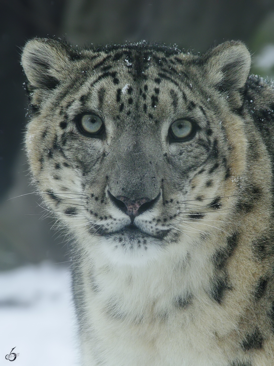 Im Angesicht eines Schneeleoparden. (Zoo Rostock, Januar 2010)