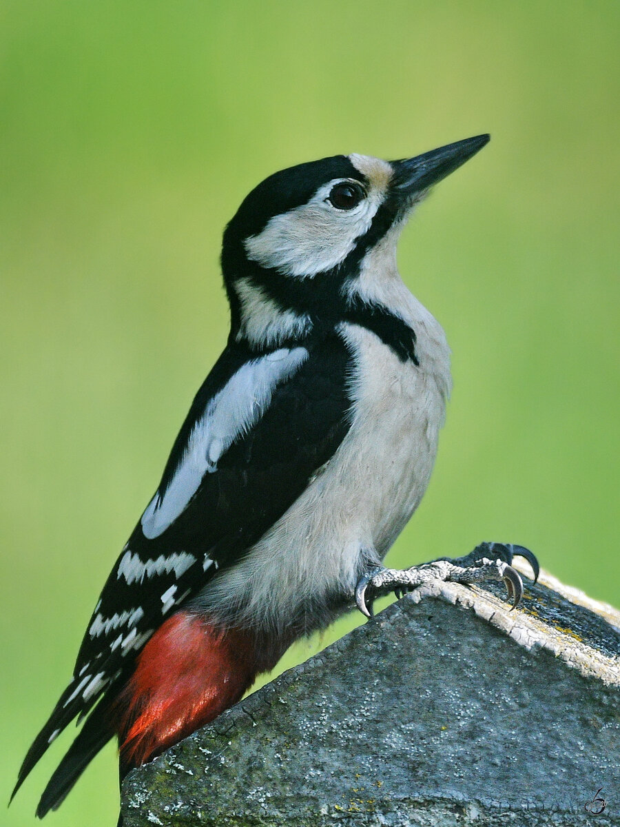 Im Bild ein Buntspecht, welcher uns Ende M�rz 2026 in Hattingen besuchte.