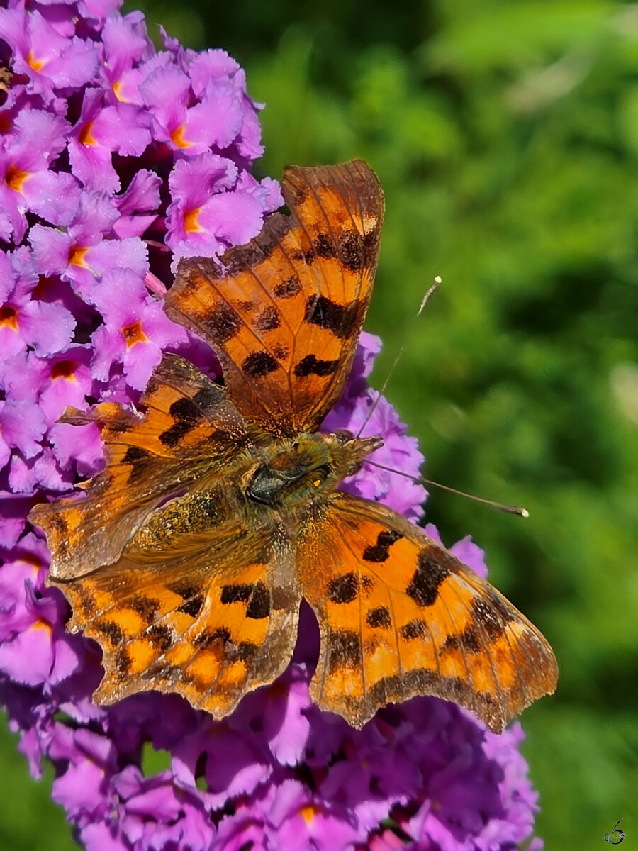 Im Bild ein C-Falter, welchen ich Ende Juli 2025 in unserem Garten in Hattingen abgelichtet hatte.