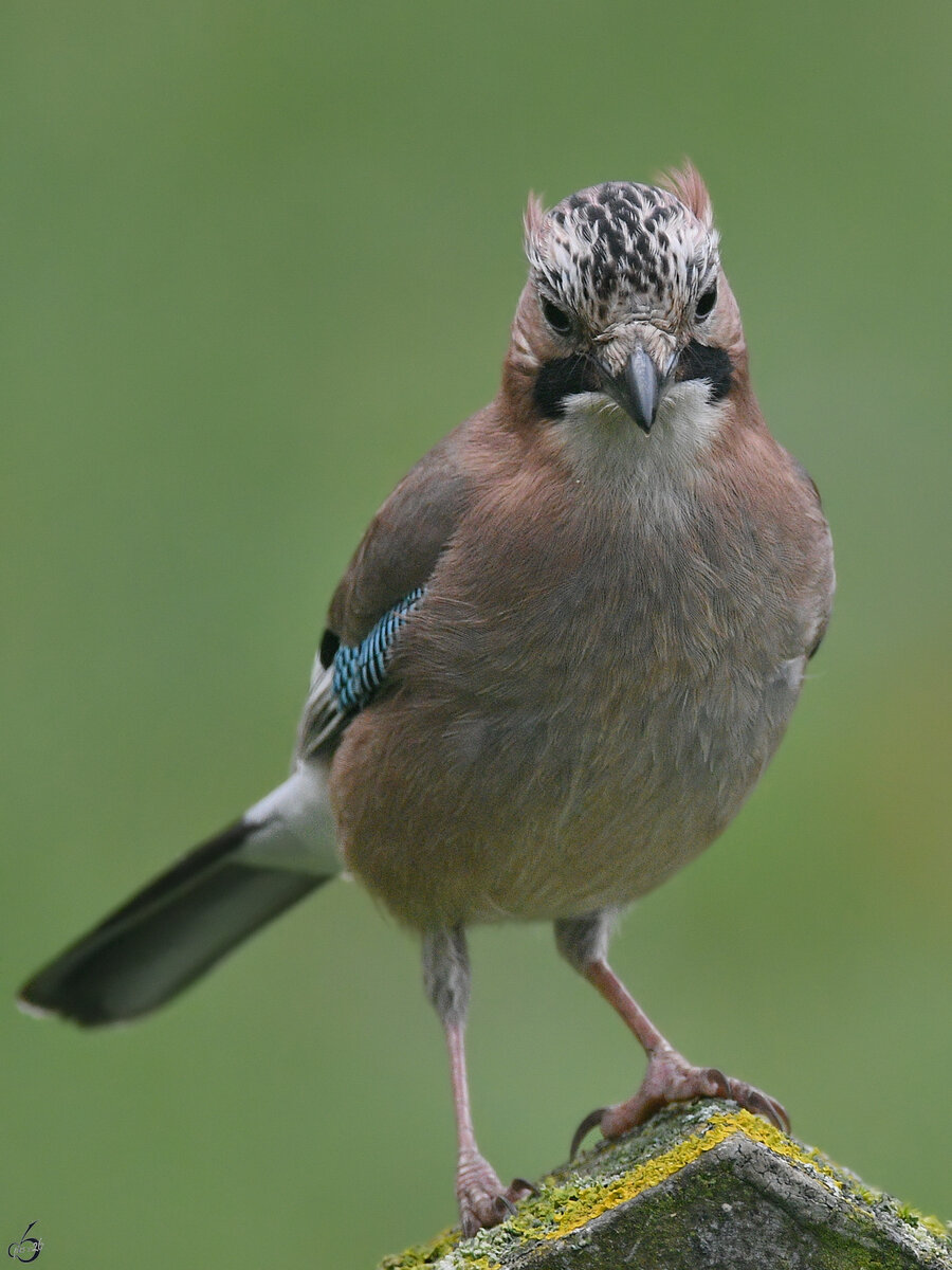 Im Bild ein Eichelh�her, der uns Anfang April 2026 in Hattingen besucht hatte.