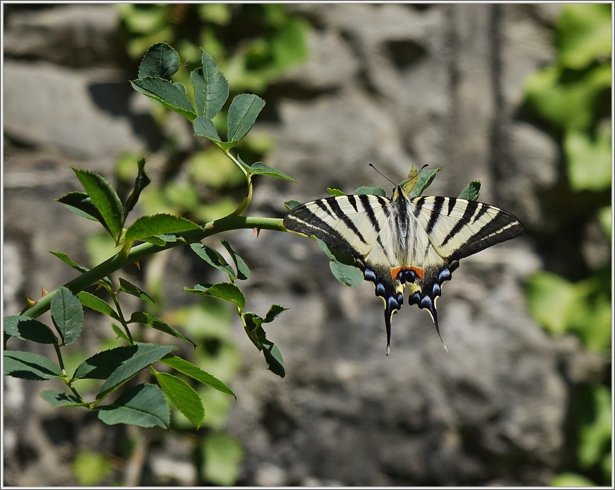 Im ersten Augenblick dachte ich es sei ein Schwalbenschwanz, aber dann bemerkte ich das dieser 
Schmetterling ganz anders flog. Es ist ein Segelfalter der mir im französischen Jura vor die Kamera flog.
In manchen Ländern, unter anderem Deutschland, gilt er als gefährdet.
(17.07.2019)
