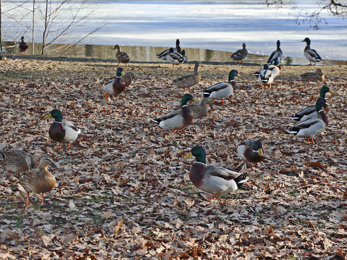 Im Februar konnte man am 18.ten  am Schwanensee im Franzensbad viele Enten bei sammeln von Eicheln beobachten.