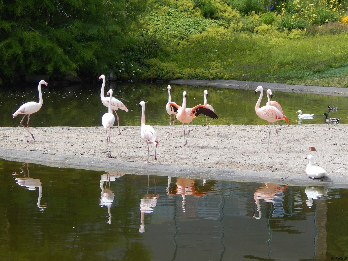 Im Hhenpark Stuttgart-Killesberg lebt eine Gruppe verschiedener Arten von Flamingos. Das Bild ist vom 17.06.2018