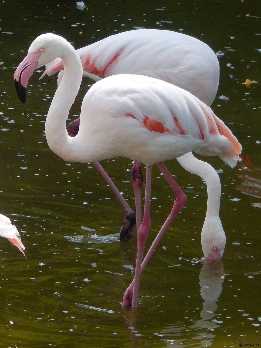 Im Hhenpark Stuttgart-Killesberg lebt eine Gruppe verschiedener Arten von Flamingos. Das Bild ist vom 17.06.2018