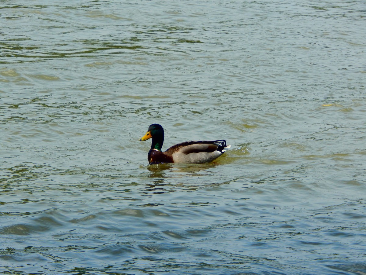 Im khlen Wasser des Rheins schwamm am 12.5.15 dieser Enterich.

Bad Honnef 12.05.2015