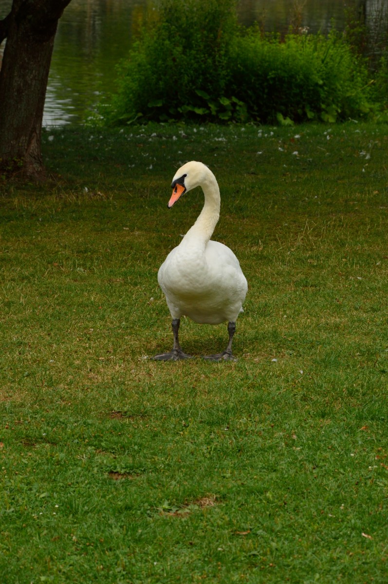 Im Kurpark von Bad Rappenau setzte sich dieser Schwan fr den Fotografen in Pose....4.8.2013