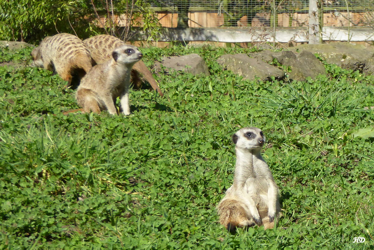 Im Tierpark Nordhorn sind viele dieser Erdmnnchen (Suricata suricatta) zu sehen. Aufgenommen am 29.3.2017.