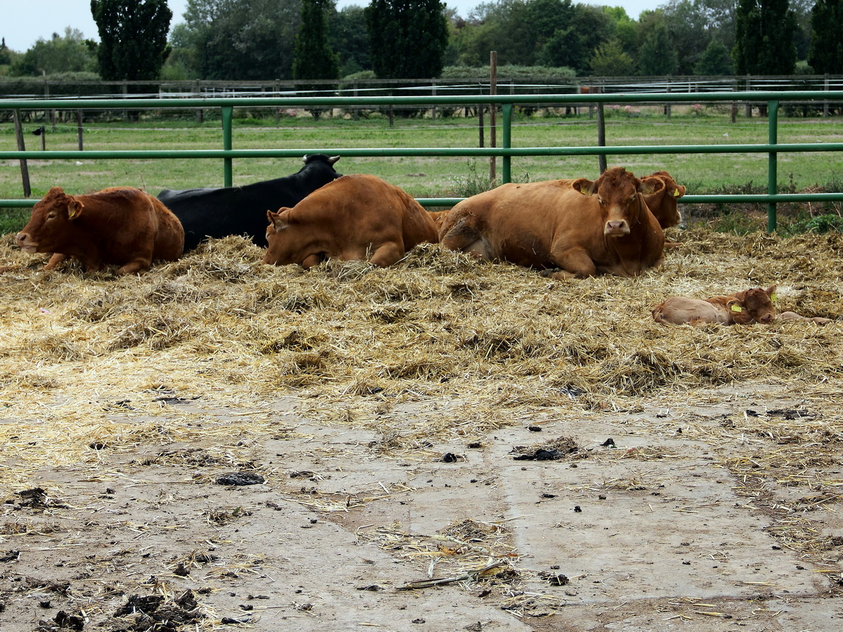 Im Vordergrund wieder Nachwuchs bei den Limousin-Rinder auf dem Milchhof in Berlin Rudow am 30. September 2016.