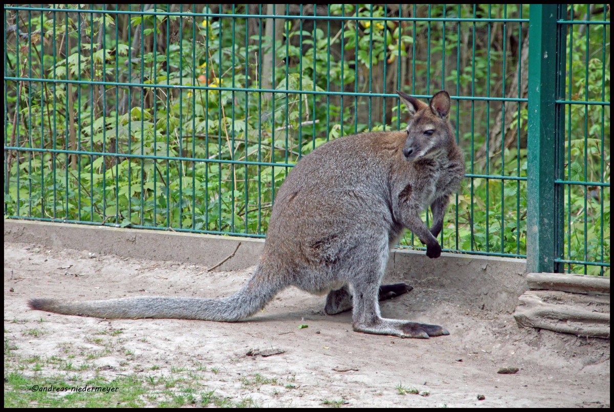 Im Zoo Halle beobachtet: Sehr nettes und aufmerksames Känguru (26.4.2015).