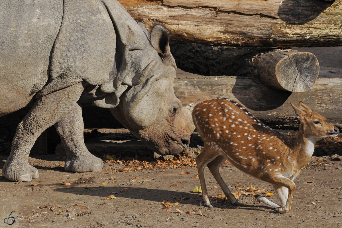 Immer mssen die Kleinen den Groen weichen - ein Axishirsch rumt lieber seinen Platz vor dem gewaltigen Panzernashorn. (Tiergarten Schnbrunn in Wien, November 2010)