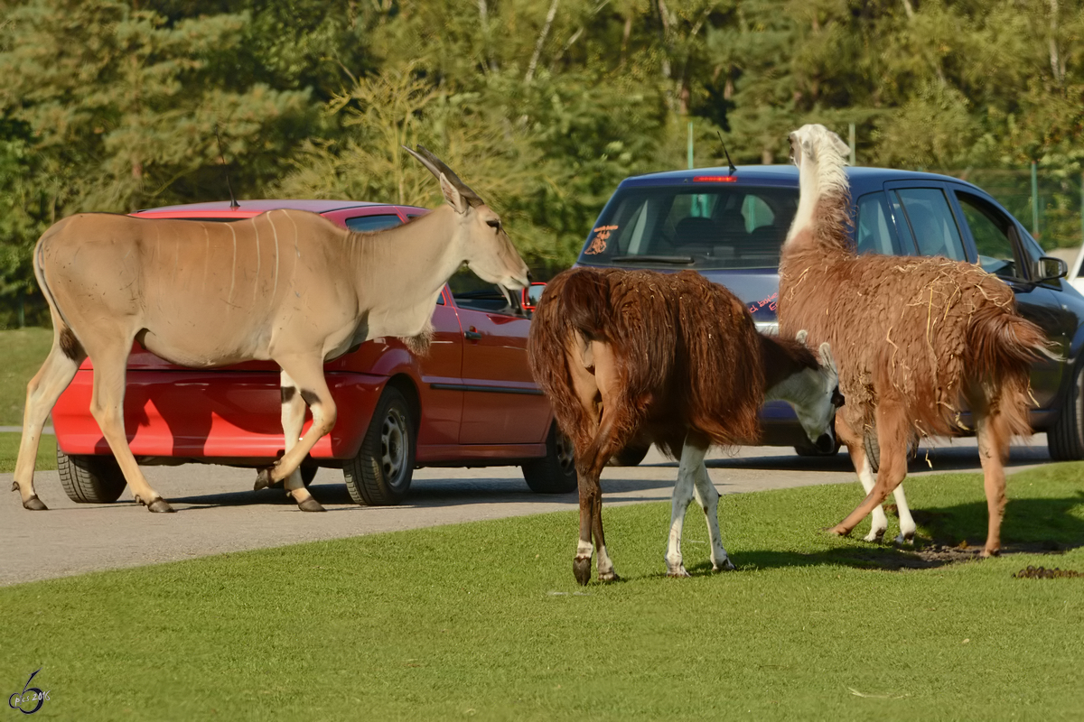 Impression aus dem Zoo Safaripark Stukenbrock. (Oktober 2014)