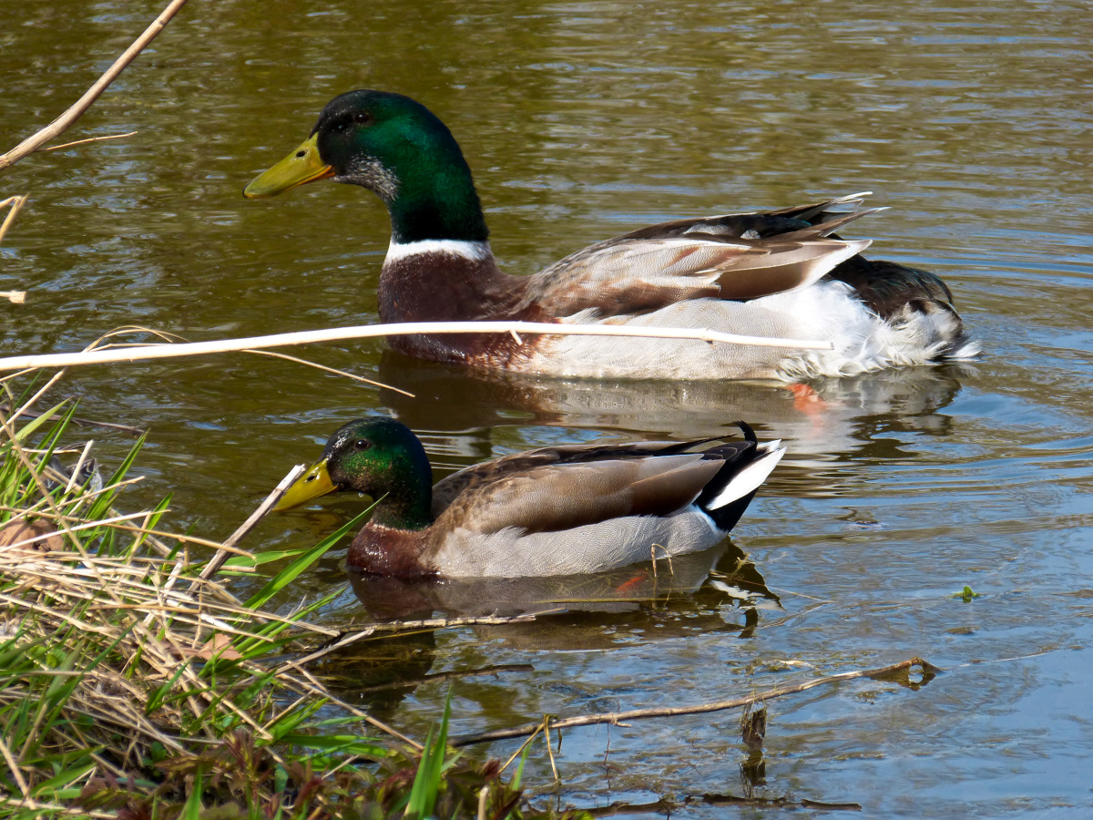 In einem Park in Crailsheim kam es a 12.04.2015 zu einer Begegnung zwischen einer mnnlichen Stockente und einer Gans(?) mit Stockentengefieder (???)