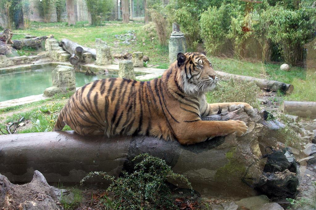In einer nachempfundenen Tempelanlage haben Sumatra Tiger im Osnabrcker Zoo ihr Zuhause. Hier ist am 26.4.2015 einer davon in imposanter Pose hinter einer dicken Glasscheibe zu sehen.