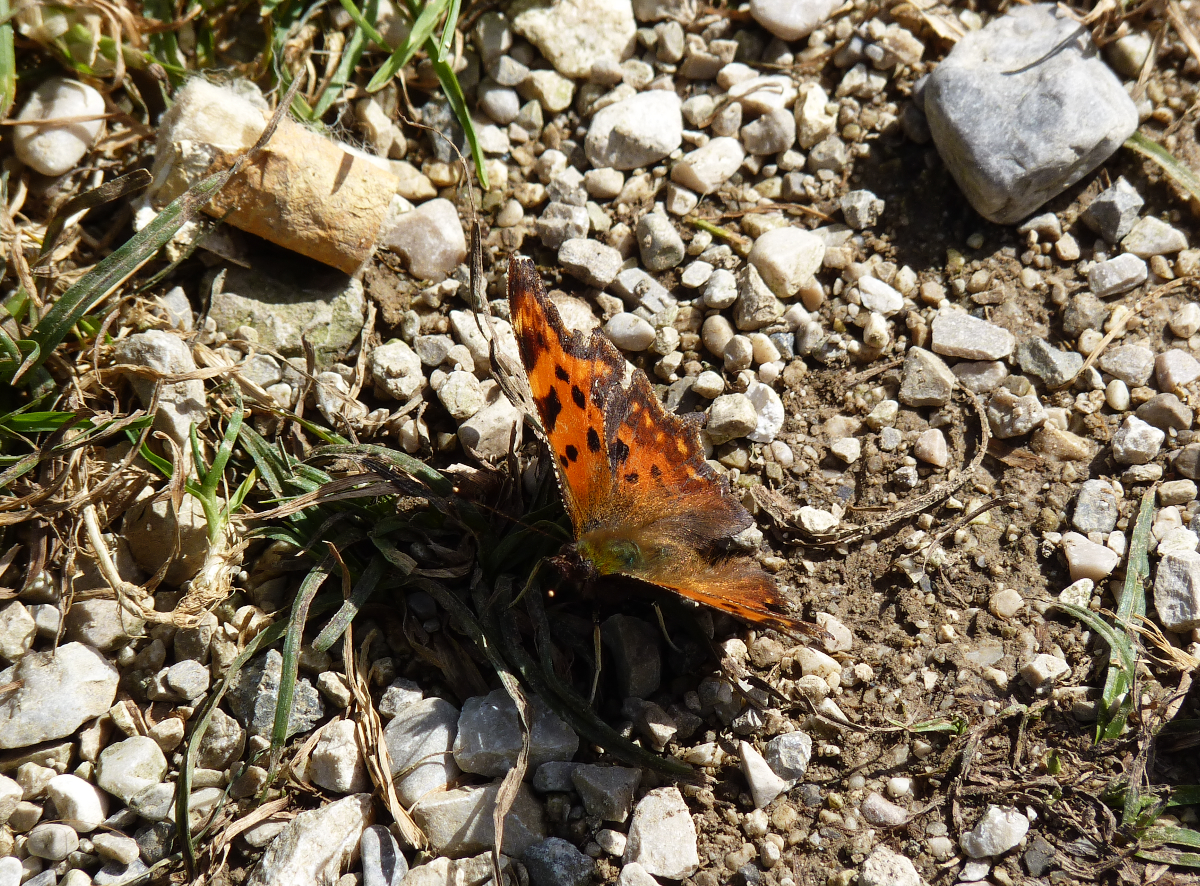 In der Nhe des Geroldsees am Rande des Karwendelgebirges machte dieser Groe Fuchs eine Flugpause. 05.10.2015  