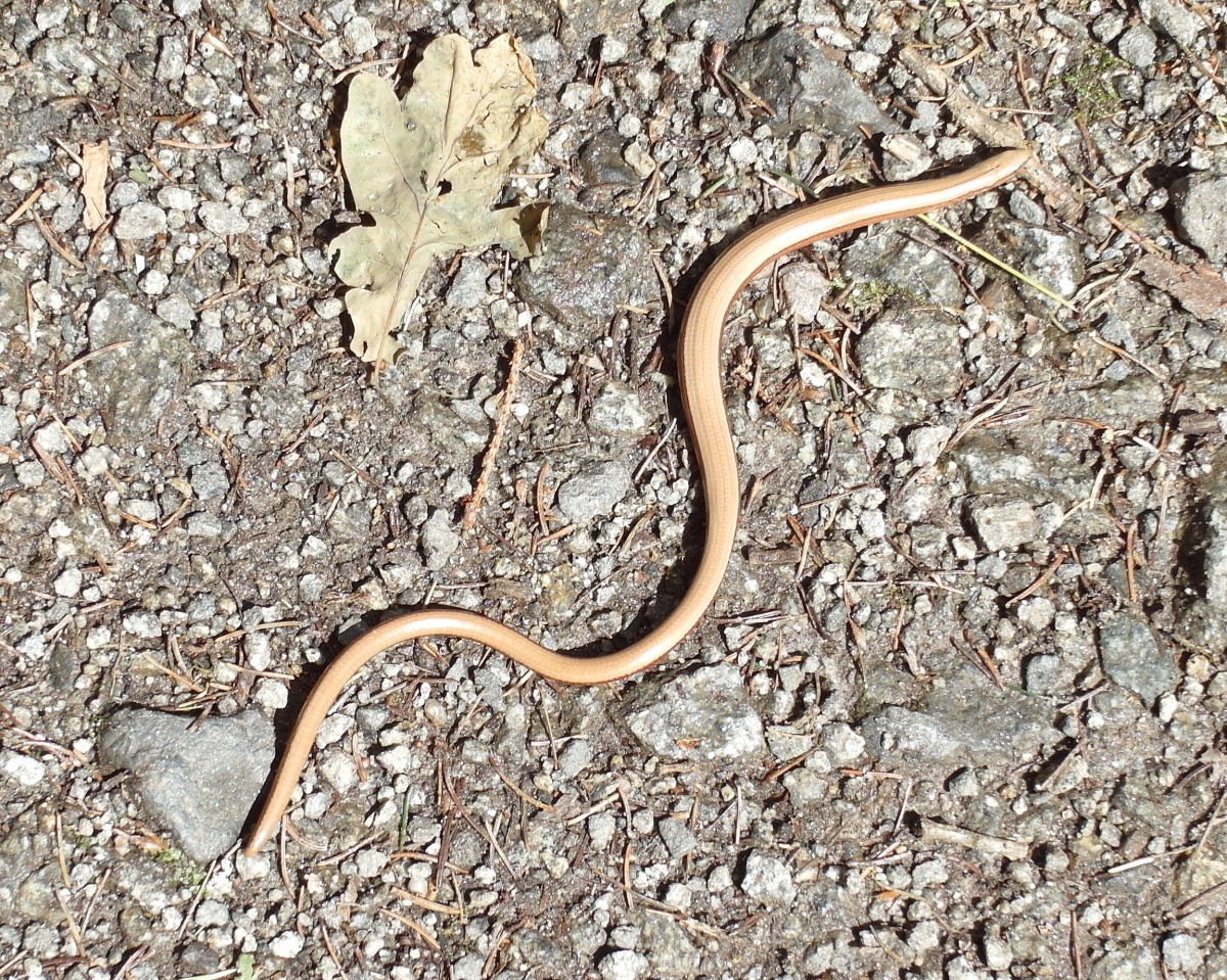 In den Richter-Schlchten (Hintere Schsische Schweiz) war diese Blindschleiche (Anguis fragilis) ber uns genauso berrascht, wie wir ber sie; 16.07.2015
