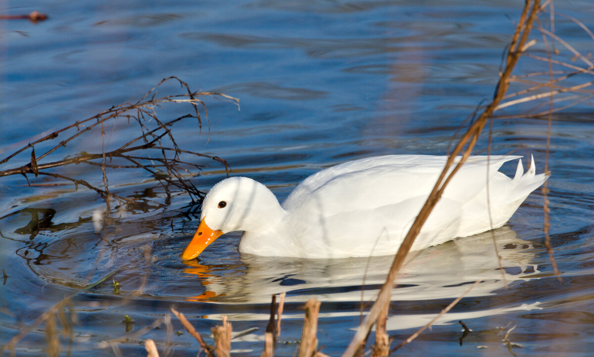 In stdtischen Parkanlagen gehren Enten zu den hufigen Gsten. Meist handelt es sich um braune oder grnkpfige VertreterInnen der Stockenten. Selten dagegen sind weie Vertreter. Hier ist gerade eine solche im Inselsee im Stuttgarter Rosensteinpark am 13.01.2022 mit der Nahrungssuche beschftigt. 