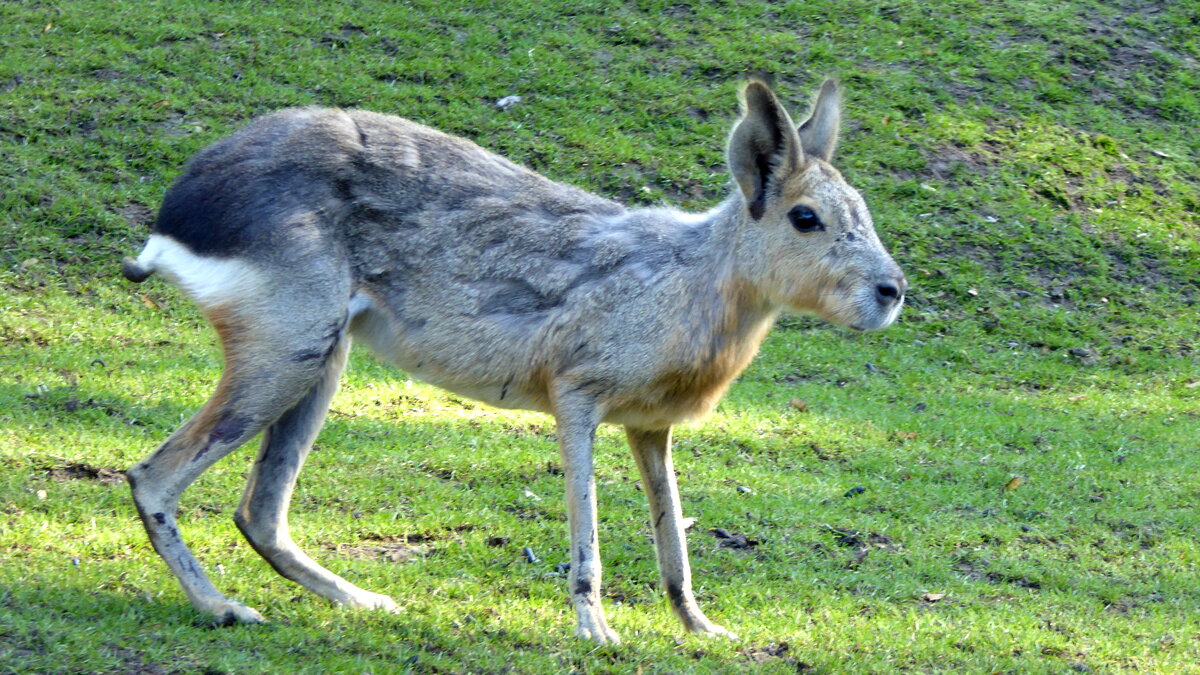 In der Sdamerika-Anlage im Tierpark Nordhorn lebt ein grere Gruppe  Groer Mara (Dolichotis patagonum) . 
Es sind Nagetiere aus der Verwandtschaft der Meerschweinchen. Die Erdhhlen, von den Weibchen gegrabenm dienen allein als Kinderstube. Aufgenommen im Sept.2018