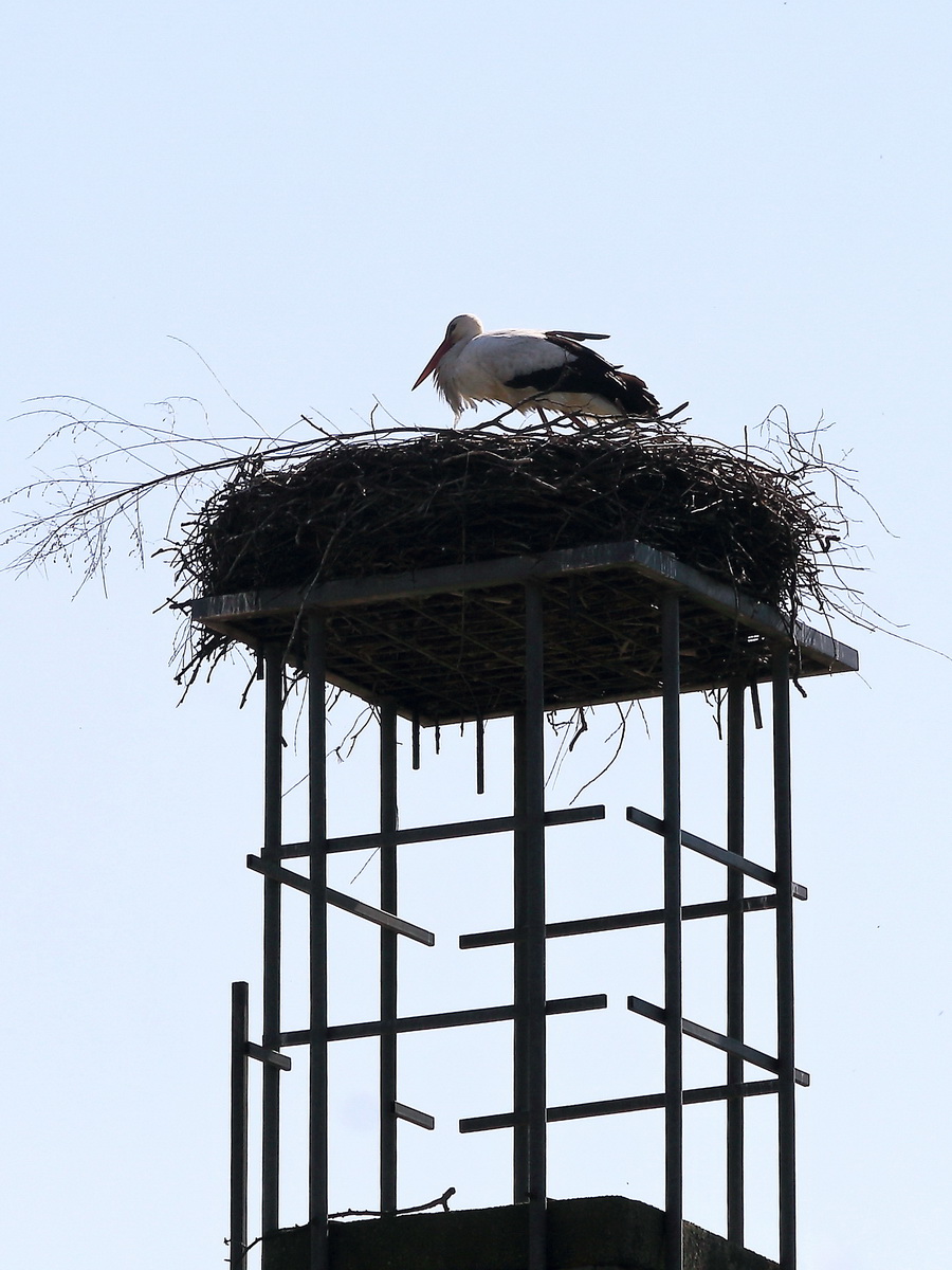 In Wamannsdorf nahe Berlin ist mal wieder ein Storch zu sehen, hier am 12. April 2020.