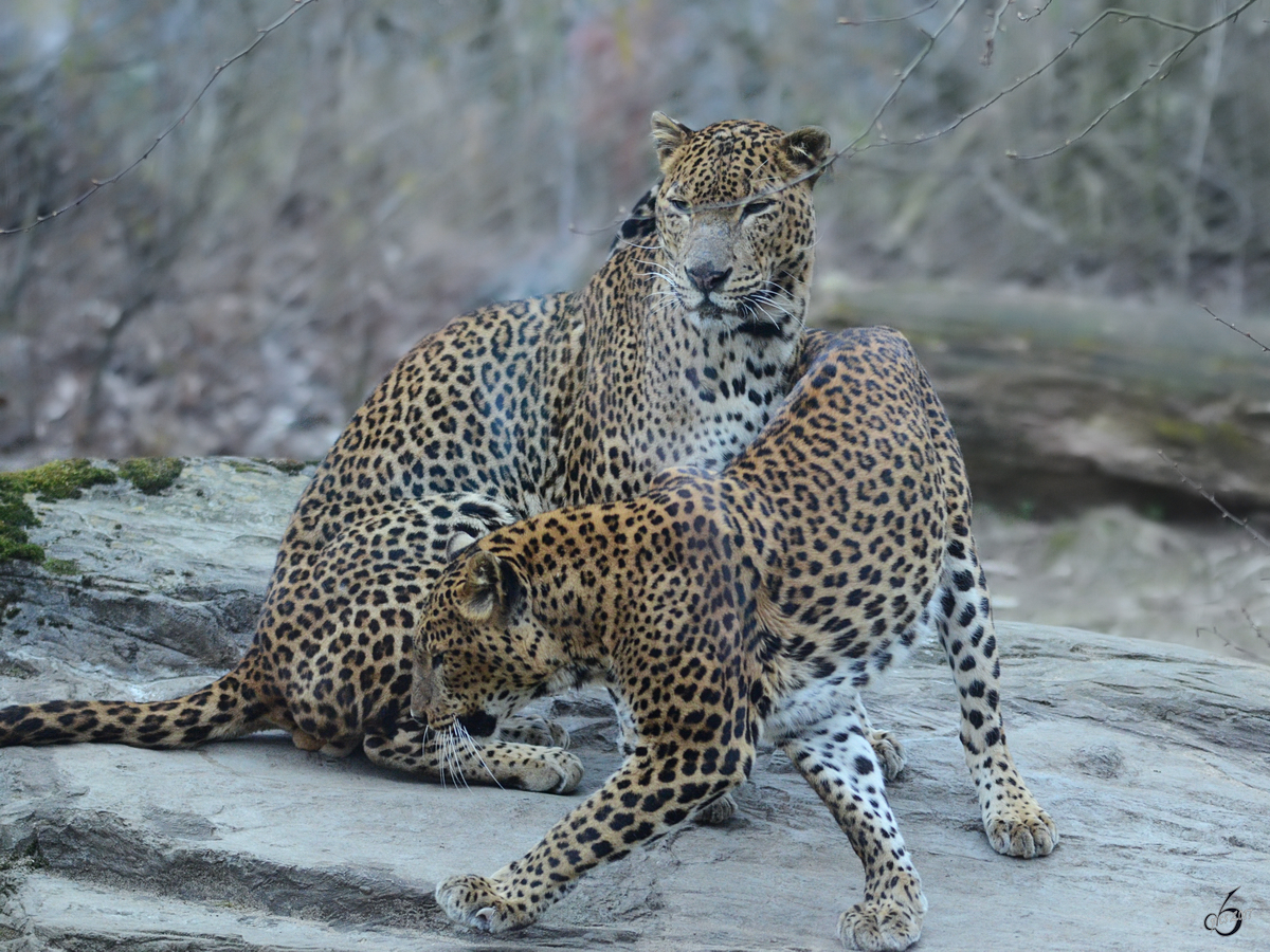 In wenigen Sekunden zahlt sich das Umgarnen aus. (Burgers' Zoo Arnheim, Mrz 2013) 