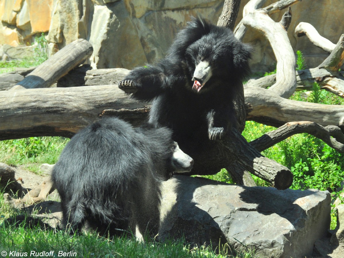 Indische Lippenbren (Melursus ursinus ursinus) beim spieletischen Kampf im Zoo Berlin (Juli 2015).