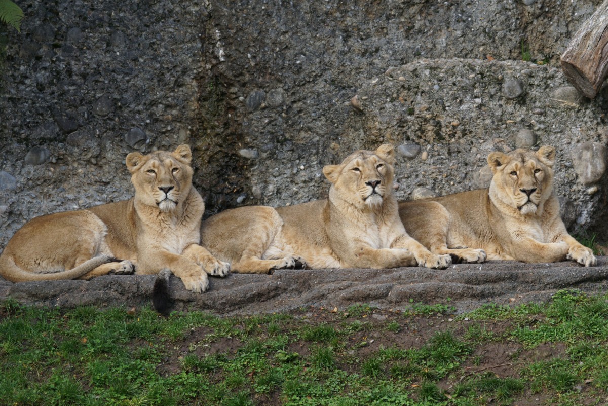 Indische Löwen, weiblich (22.10.2015, Zürich Zoo)